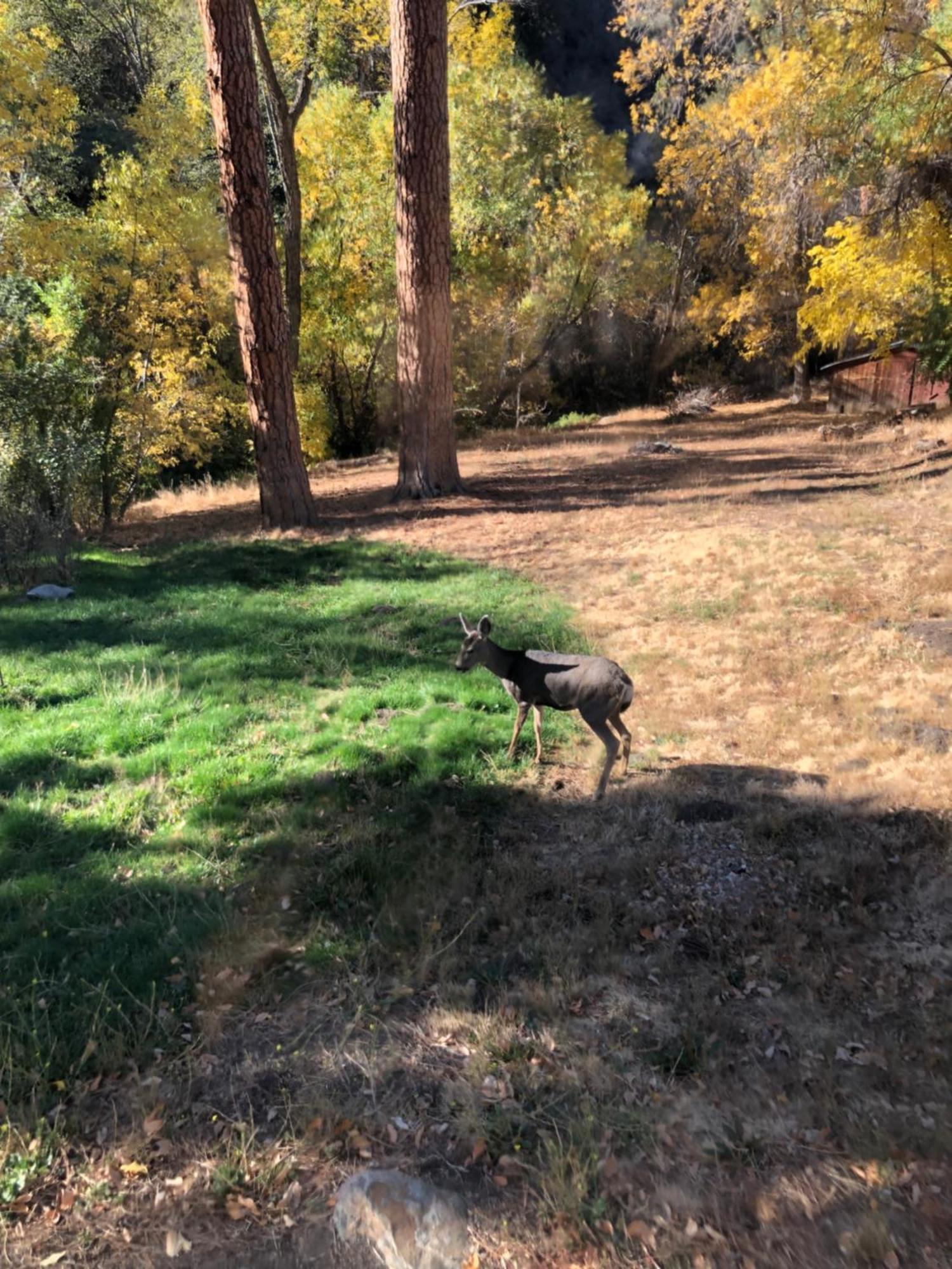 קרנוויל Quiet Mind Lodge, Spa & Retreat Sequoias מראה חיצוני תמונה